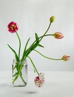 tulipas com hastes encaracoladas em uma jarra de vidro no fundo branco