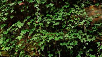 folhas de hera verde na parede. plano de fundo texturizado de folhas. textura de parede de planta verde para design de pano de fundo e parede ecológica e cortada para obras de arte. muitas folhas. foto