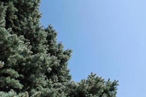 ramos de abeto azul fresco sobre fundo de céu azul. composição picea pungens paisagismo no jardim japonês. conceito de plantas coníferas de pinheiro verde botânico da natureza. árvore de Natal. espaço de cópia foto