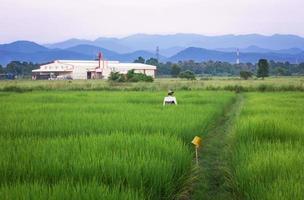 fábrica agricultura e a azul céu com rural área arroz Campos foto