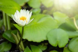 amarelo lótus flor ou água lírio com verde folha dentro lagoa foto