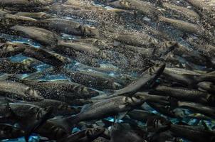 uma escola do peixe foto