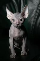 sphynx gatinho na vertical. lindo Careca gato em uma Sombrio fundo. a incomum animal do uma raro raça. foto