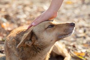 uma mão golpes uma cachorro uma vira-lata. foto