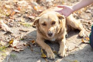 uma mão golpes uma cachorro uma vira-lata. foto