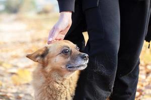 do homem mão acariciando uma rua gengibre cachorro. foto