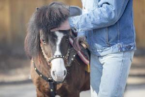 Menina Com Seu Cavalo De Baía Escura Segurando Sua Corda Na Arena Arenosa  Foto de Stock - Imagem de animal, lazer: 225970050