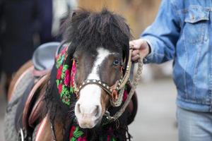 uma cavalo dentro uma russo xaile. pónei. foto