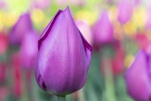 tolet tulipa fechar-se. lindo Primavera flor dentro a jardim. foto