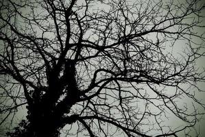silhueta de uma árvore nua foto