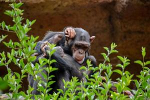 primatas às a jardim zoológico foto