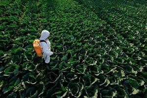 jardineira com roupa de proteção e máscara pulveriza fertilizante em uma enorme planta de repolho foto