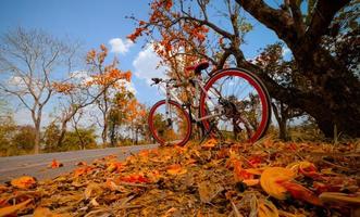 uma bicicleta estacionada na estrada com folhagem de outono foto