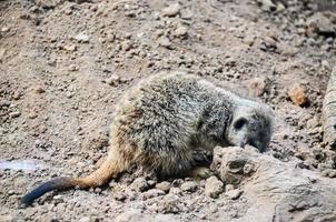 uma meerkat procurando para Comida foto