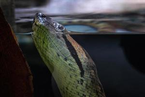 cabeça do verde anaconda dentro a aquário. eunectes murino foto
