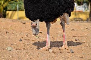 avestruz procurando para Comida foto