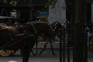 Delman's cavalo em a rua foto