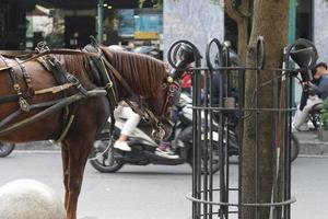 Delman's cavalo em a rua foto