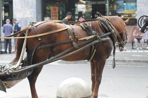 Delman's cavalo em a rua foto