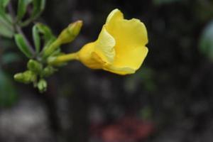 allamanda catártica amarelo flor dentro a jardim em borrão fundo foto