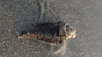 Concha do mar em a de praia. seletivo foco. raso profundidade do campo. foto