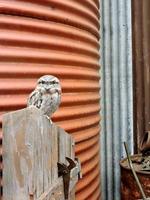 pássaro nativo australiano Tawny Frogmouth foto