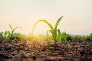 verde milho em campo com nascer do sol. agrícola conceito foto