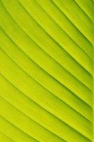 verde folha banana textura fundo foto