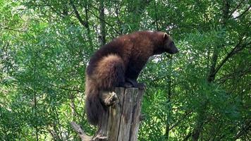 Wolverine gulo gulo em a árvore porta-malas. foto