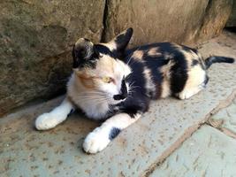 um gato tricolor relaxando ao ar livre foto