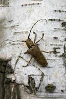 macro tiro do longhorn besouro - cerambycidae - em uma árvore ramo foto