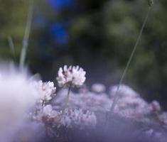 a flores do trevo florescendo dentro uma jardim. foto