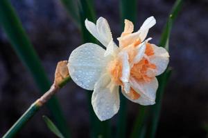 belos narcisos de coroa dividida de verão split-corona foto