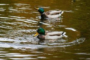 patos nadando no lago foto