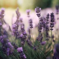 pôr do sol sobre uma tolet lavanda campo .valensole lavanda Campos, Provença, França. criada com generativo ai. foto