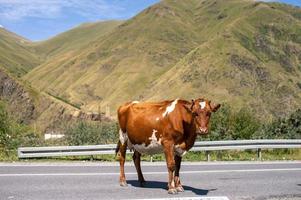 uma vermelho sueco vaca carrinhos em a estrada contra a fundo do montanhas foto