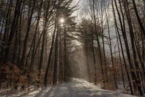 caminhada de inverno na floresta, brattleboro, vermont foto