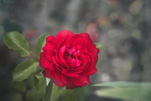 vermelho rosa dentro a verão jardim em uma Sombrio fundo foto