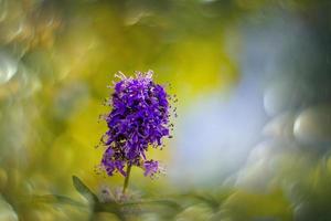 pequeno □ Gentil dentro a jardim em a fundo do verde folhas fechar-se foto