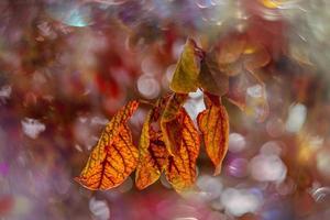 outono ouro Castanho folhas em uma árvore em uma ensolarado dia com bokeh foto