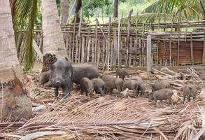 selvagem javali família em rural Fazenda foto