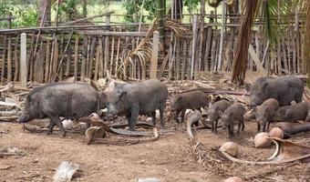 selvagem javali família em rural Fazenda foto