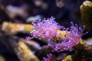 coral recife, embaixo da agua foto