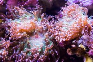 coral recife, embaixo da agua foto