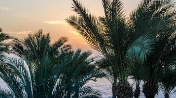 ramos de palmeira contra o céu do amanhecer foto