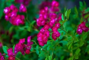 brilhante magenta vermelho rosas florescendo dentro rosa jardim, terra cobertura jardim rosas foto