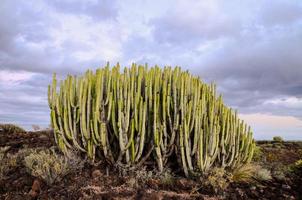 cactos dentro a deserto foto