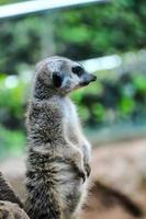 meerkat às a jardim zoológico foto