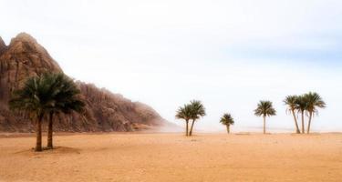 palmeiras e montanhas rochosas no deserto