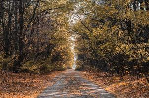 estrada com folhas de outono foto